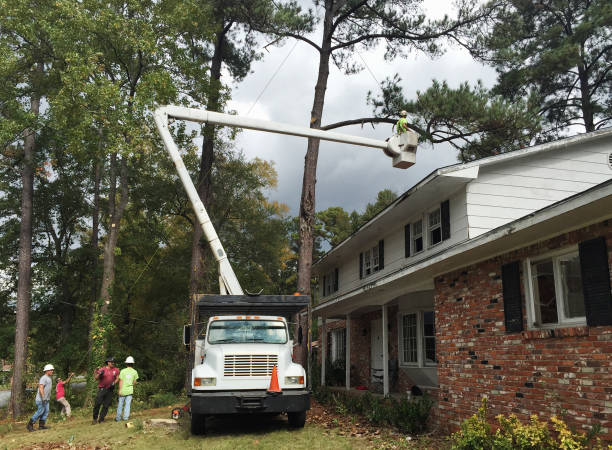 Professional Tree Removal Services in West Haven, CT