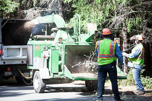 Leaf Removal in West Haven, CT